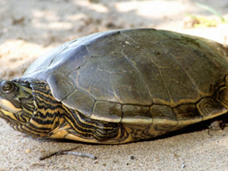 Alabama Map Turtle Outdoor Alabama